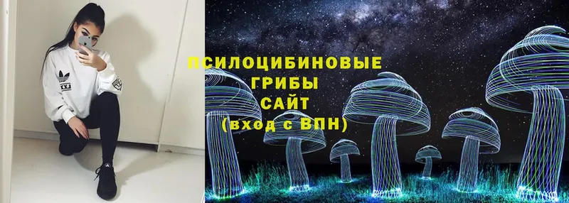 Галлюциногенные грибы Psilocybe  Гвардейск 